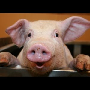 Meet your Posher, Francisco